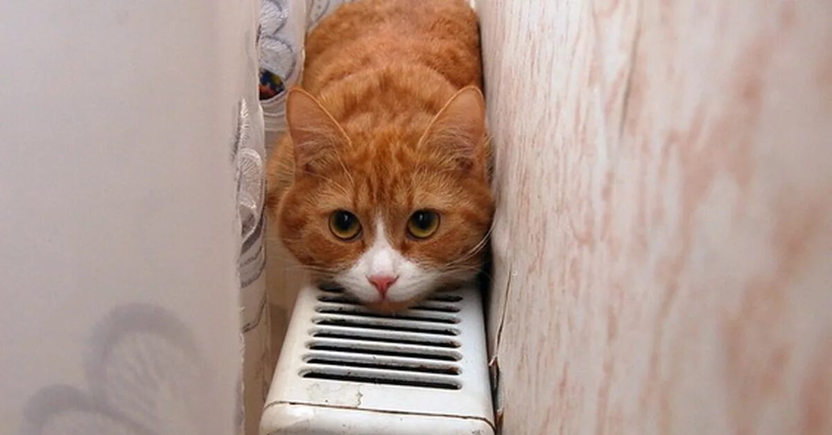 Включат ли отопление снова. Отопление котик. Рыжий кот на батарее. Котик на батарее.