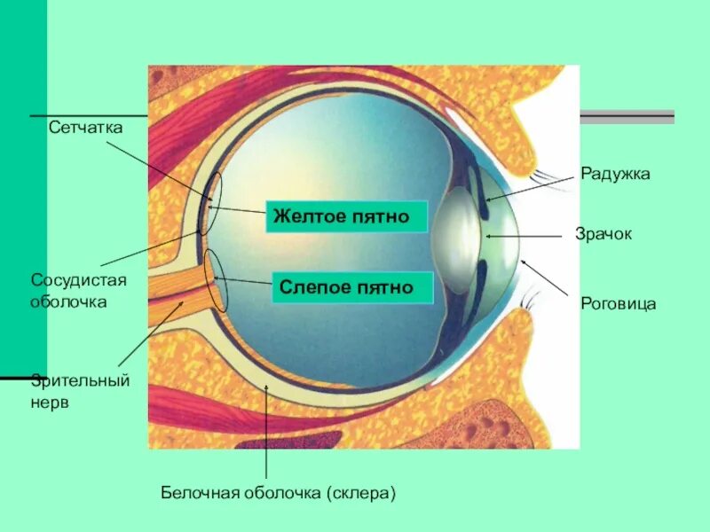 Желтое пятно. Склера белочная оболочка. Белочная оболочка (роговица и склера).. Строение глаза сетчатка роговица хрусталик. Строение глаза роговица радужка.