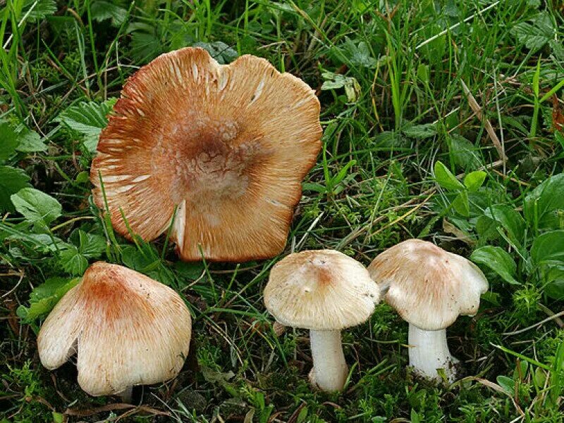 Гриб волоконница патуйяра. Волоконница патуйяра(inocybe patouillardii). Гриб волоконница патуйяра. Волоконница краснеющая. Волоконница волокнистая гриб.