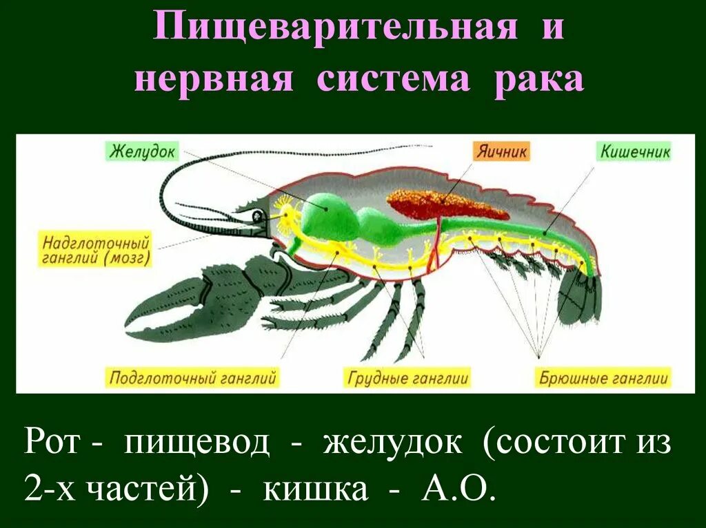 Значение речного рака. Пищеварительная система система ракообразных. Пищеварительная система ракообразных 7 класс. Пищеварительная система оака. Органы пищеварения класс ракообразные.