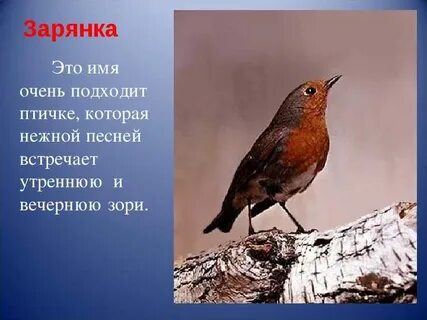 Подойти к птице
