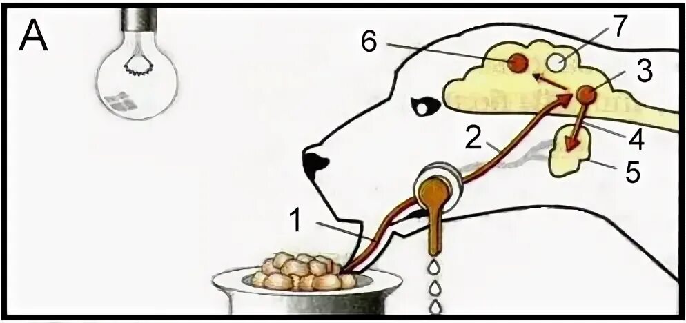 Условный рефлекс собаки Павлова схема. Рефлекторная дуга безусловного рефлекса слюноотделения. Схема безусловного рефлекса слюноотделения у собаки. Рефлекторная дуга условного рефлекса схема. У собаки выделяется слюна