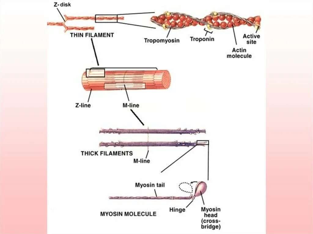 Уровни организации скелетной мышцы. Miyozin. Sliding Filament model. Troponin molecules. Миозин мышечной ткани