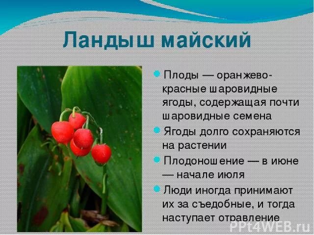 Плод какого растения является ягодой. Тип плода ландыша майского.