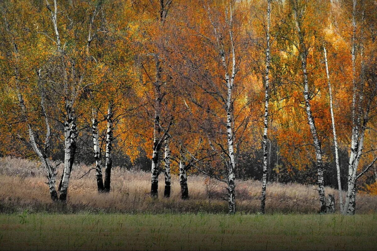 Октябрь березки