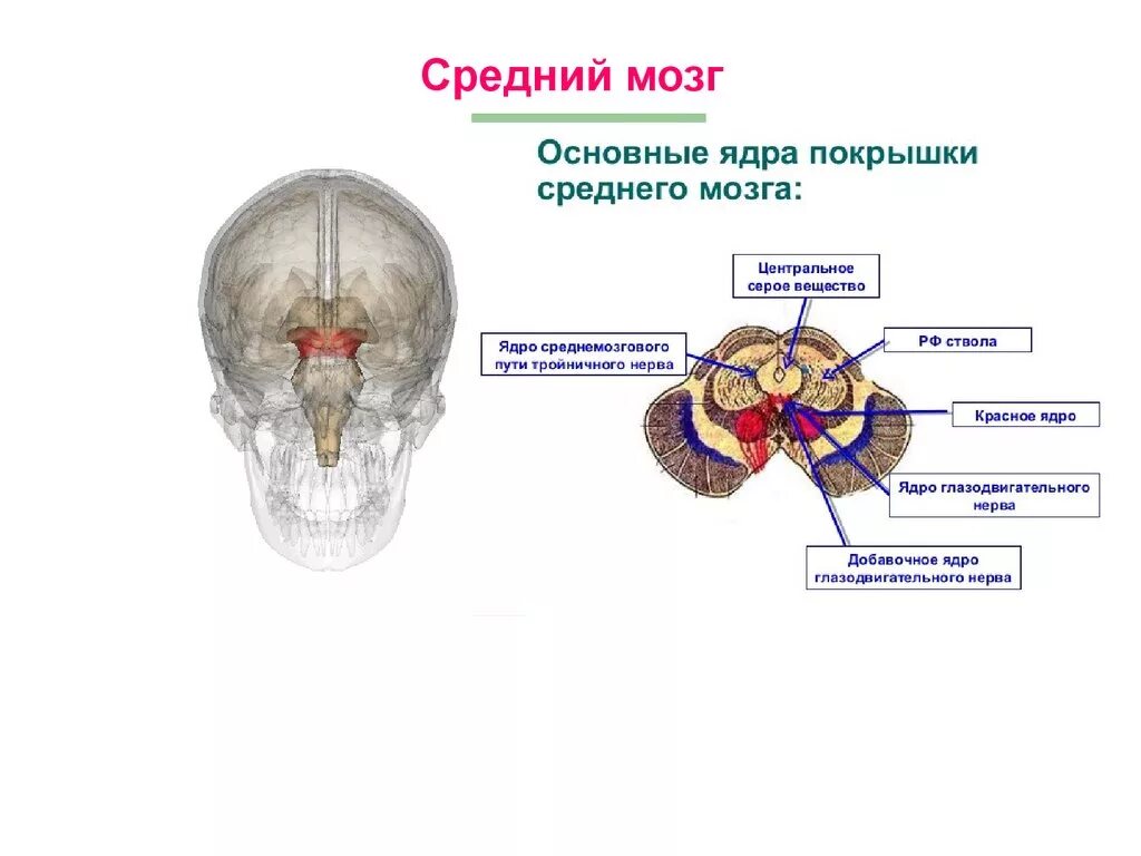 Строение среднего мозга в головном мозге