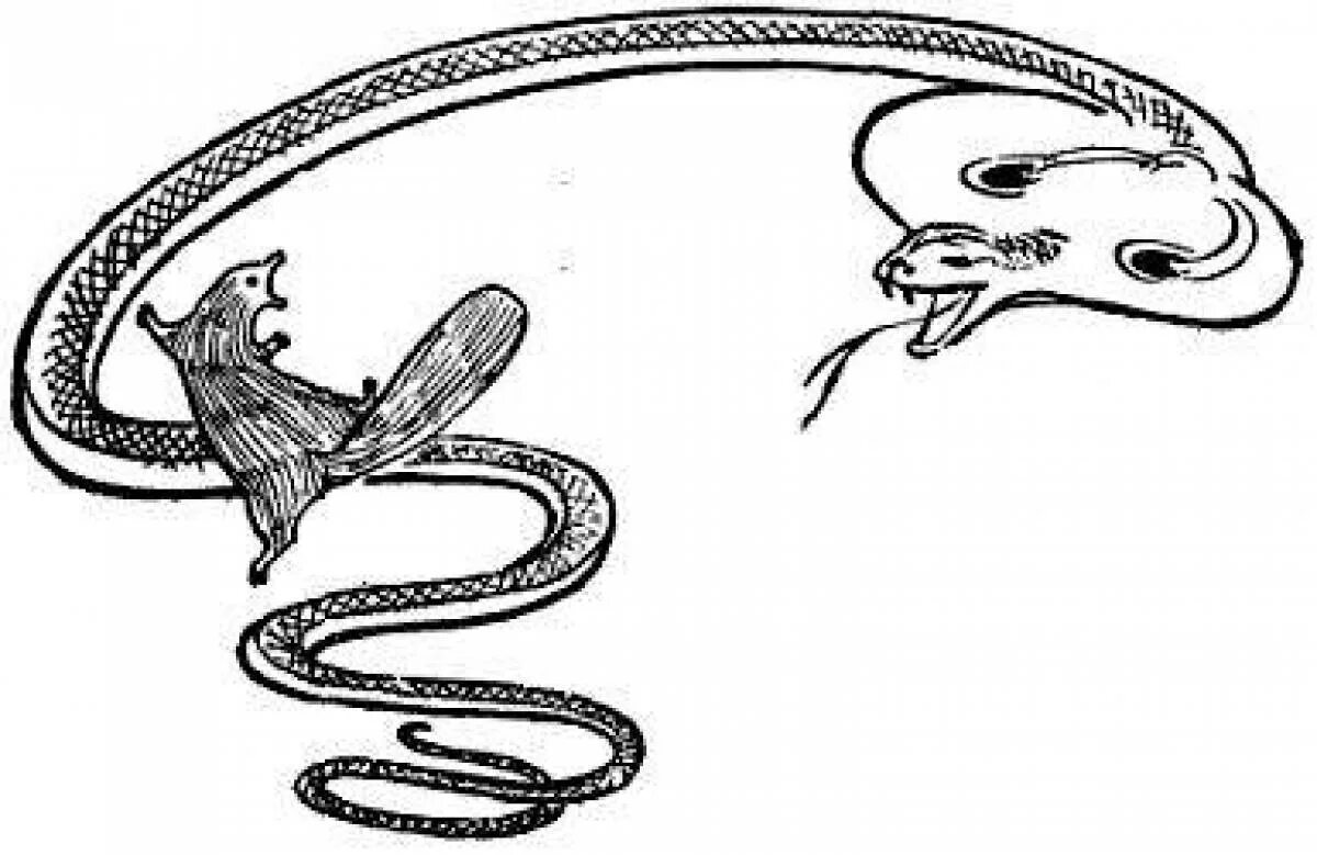 Кобра рикки тикки тави. Рики тики тави раскраска. Рики тики тави киплинг раскраска. Рикки-тикки-тави, киплинг р. Мангуст рикки тикки.