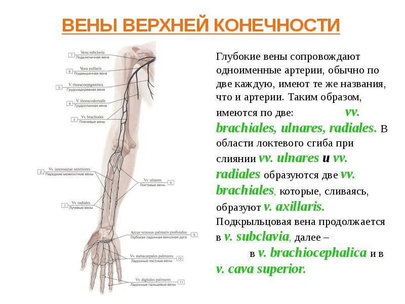 Вены верхней конечности. Анатомия вен локтевого сгиба. Локтевая Вена анатомия.