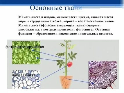 Основная ткань листа образует органические вещества