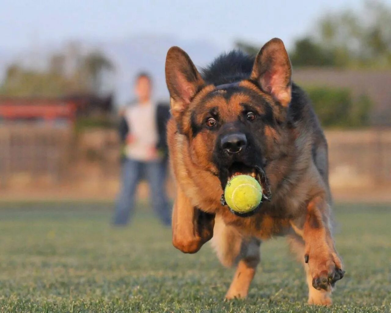 Смешные немецкие овчарки. Восточно-европейская овчарка. Пёс рекс шутц хунд. Смешные немецкие овчарки. Смешные морды овчарок.