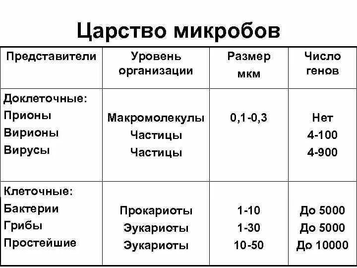 Размер бактерии в мкм. Размер вирусов и бактерий в мкм. размер бактерии мкм. размеры микроорганизмов таблица. размер бактерии размер вирусов мкм.