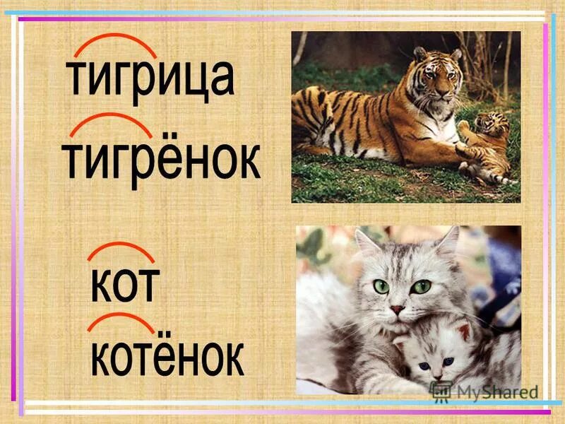 слово тигрица. слово тигрица. слово тигрица. слово тигр. тигрицы однокоренные слова.