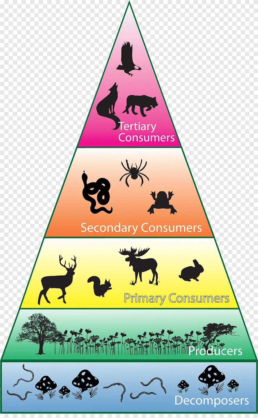 Экологическая пирамида рисунок. Экологическая пирамида. Пищевая экологическая пирамида. Пищевая пирамида экосистемы. Пищевые пирамиды в экологии.