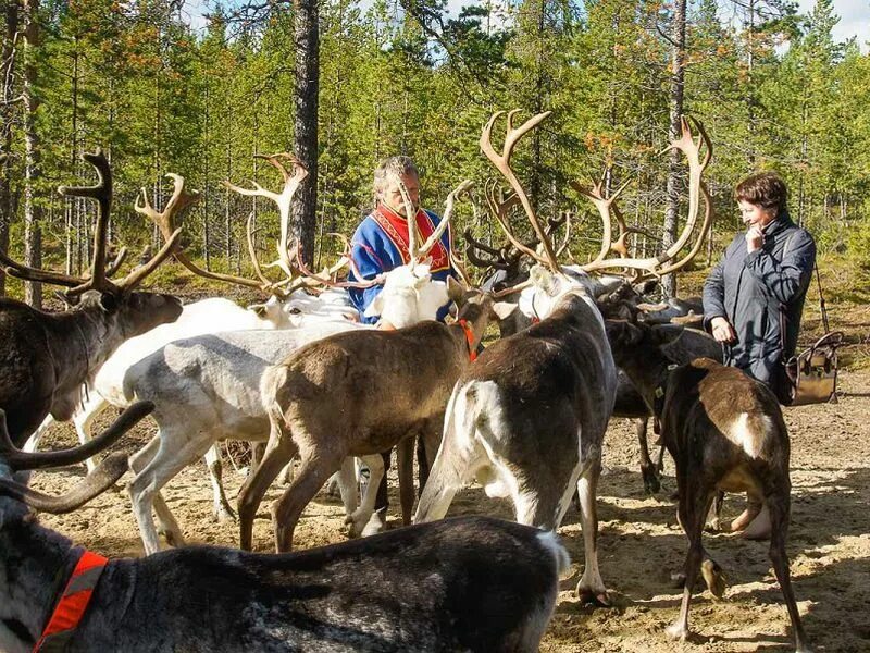 саамы гонения. кольский полуостров саамская деревня. шамшура шапка саамов. одежда саамов кольского полуострова зимняя. саами кольский полуостров.