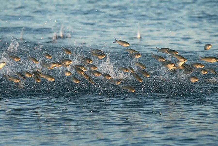 Рыба выпрыгивает из воды. Рыба плещется. Рыба выпрыгивает из моря. Рыба выскакивает из воды.