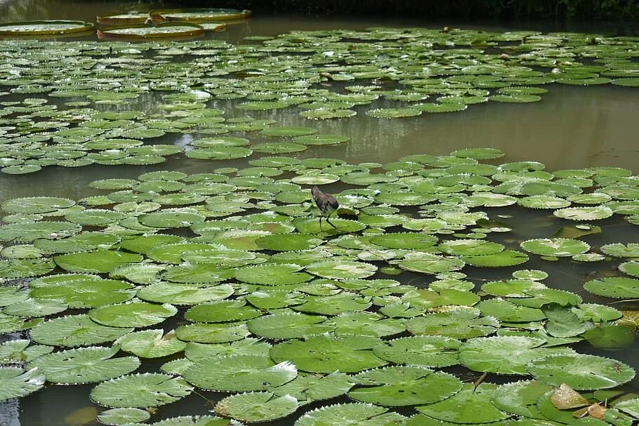 Большие листья на воде