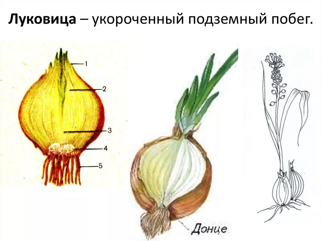 Какие листья у луковицы. Подземные видоизменения побегов клубень.