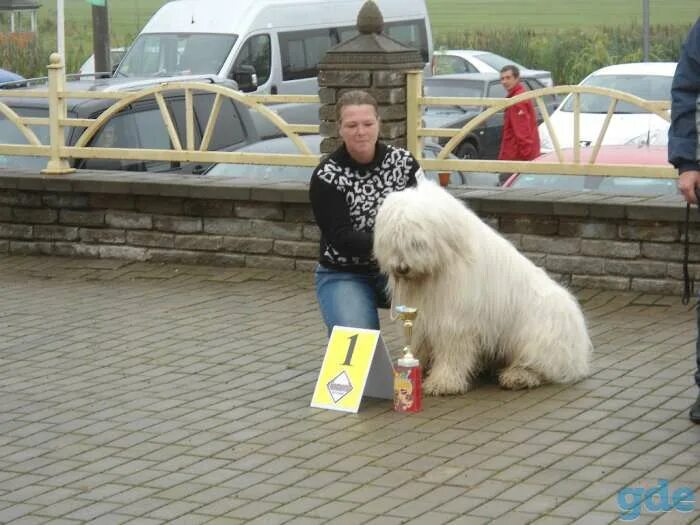 Собака чапа фото. Абразовский олег васильевич. Департамент охраны могилев. Могилев дама с собачкой фото. Собаки могилев.