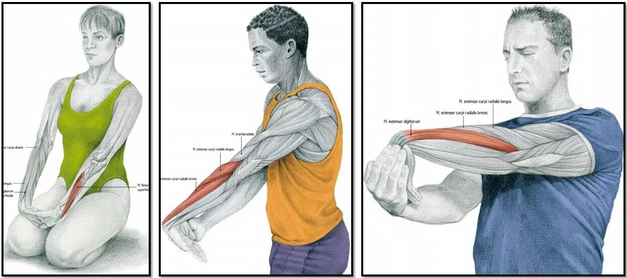 Сколько восстанавливаются плечи. Растяжка мышц предплечья. Растяжка мышц предплечья упражнения. Растяжка мышц плеча и предплечья упражнения. Растяжка разгибателей предплечья.