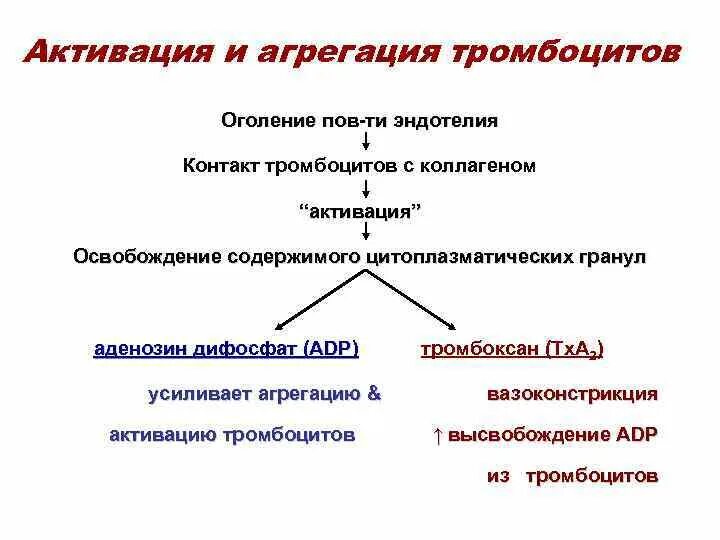 Агрегация тромбоцитов у кошки. Агрегация тромбоцитов у кошки