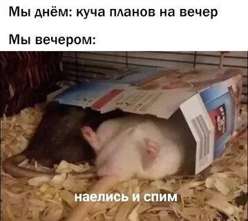 Наелись 1