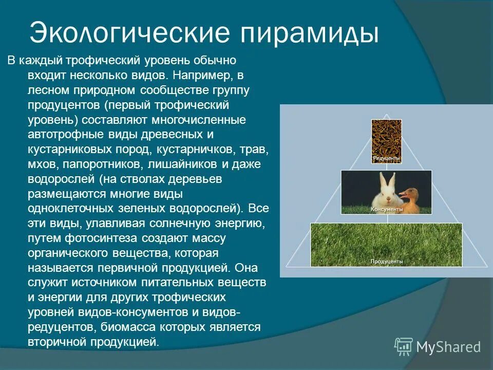 Решение экологических задач. Пирамида продуценты консументы. Задачи на экологические пирамиды. Задачи на правило экологической пирамиды. Задачи на экологические пирамиды.
