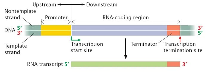 Upstream. Promoter DNA. Upstream этапы. Promoter Region.