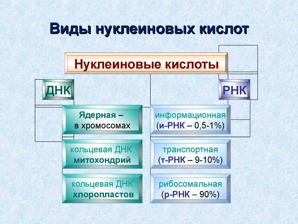 Нуклеиновые кислоты. Виды нуклеиновых кислот. Нуклеиновые кислоты ДНК И РНК. Виды нуклеиновых кислот ДНК И РНК.