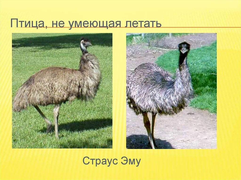 Какая из перечисленных птиц не летает. Птицы которые не летают. какие птицы не умеют летать. самая большая птица которая не летает. птицы которые не умеют летать список.