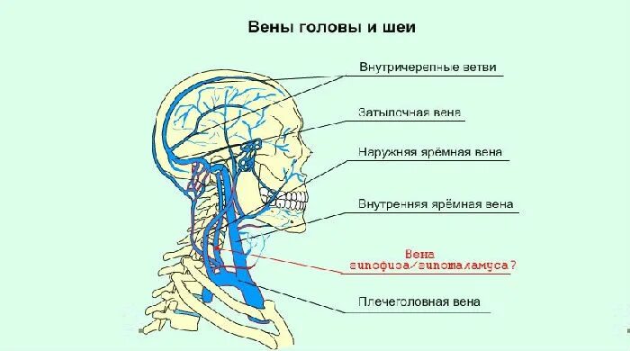 Внутренняя яремная Вена анатомия схема. Наружная яремная Вена анатомия схема. Внутренняя яремная Вена внутричерепные притоки. Внутренняя Сонная артерия и внутренняя яремная Вена.