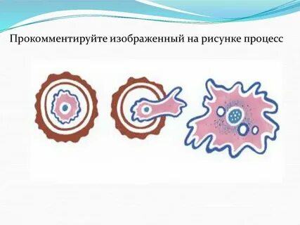 Образование цист у амебы