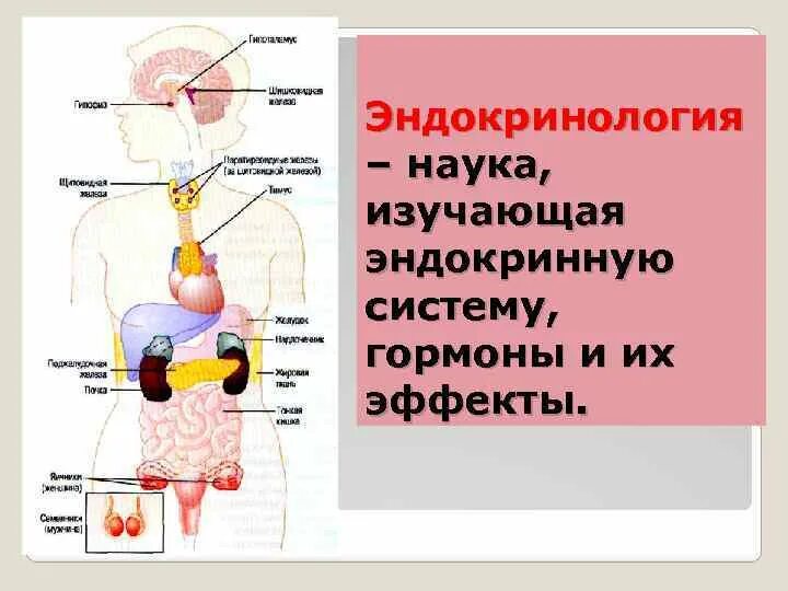 Порядок по эндокринологии. Эндокринология это наука. Эндокринная система. Эндокринный аппарат состоит из. Эндокринные железы.