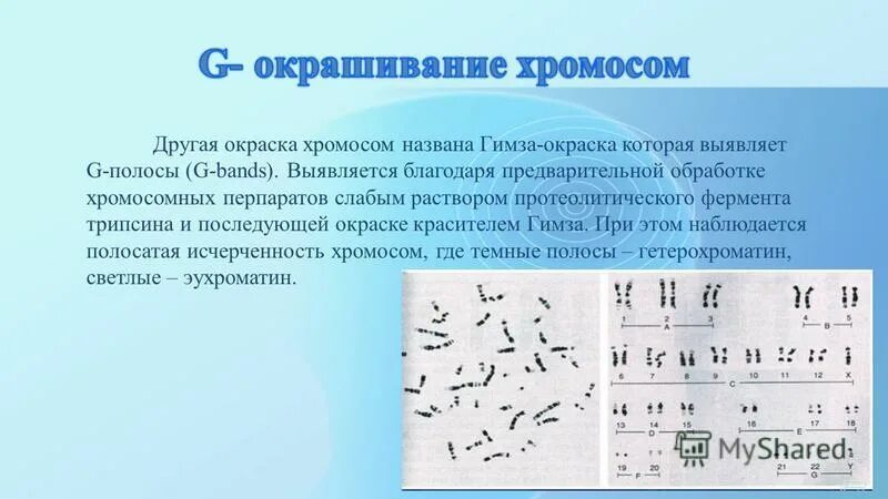 Изменение окраски хромосом. Гимза окраска хромосом. Метод окраски хромосом. Методы окрашивания хромосом. Окрашивание хромосом красителем Гимза.