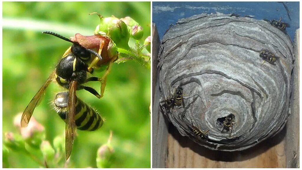 Сколько живут осы. Шмель пчела Оса Шершень. Оса пчела Шмель Шершень отличия. Насекомые осы пчелы шмели Шершни.