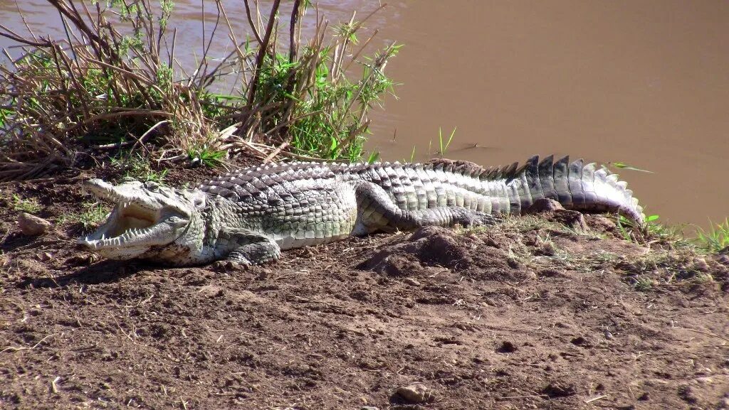 Крокодил живет в африке. Крокодил в саванне. Африканский крокодил. Животные Африки крокодил. Крокодил в Африке.