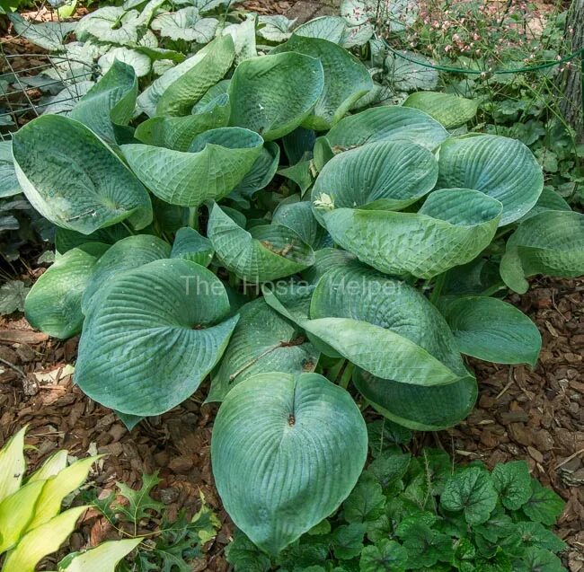 Хоста гибридная 'abiqua drinking gourd'. Хоста abiqua drinking gourd. Hosta abiqua drinking gourd. Хоста гибридная абиква дринкин гурд. Хоста abiqua drinking gourd.