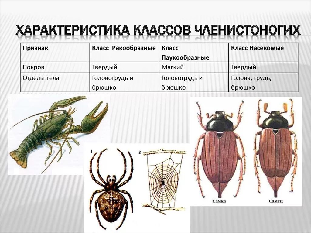 Ракообразные паукообразные насекомые конечности. Тип Членистоногие класс насекомые. Членистоногие строение. Членистоногие характеристика. Тип Членистоногие класс насекомые покровы тела.