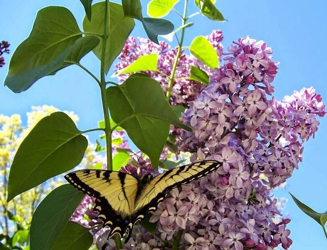 Расцвела сирень черемуха. Сирень мадам флорен. Весна сирень и черемуха. Сирень белая махровая. Сирень жасмин черемуха.
