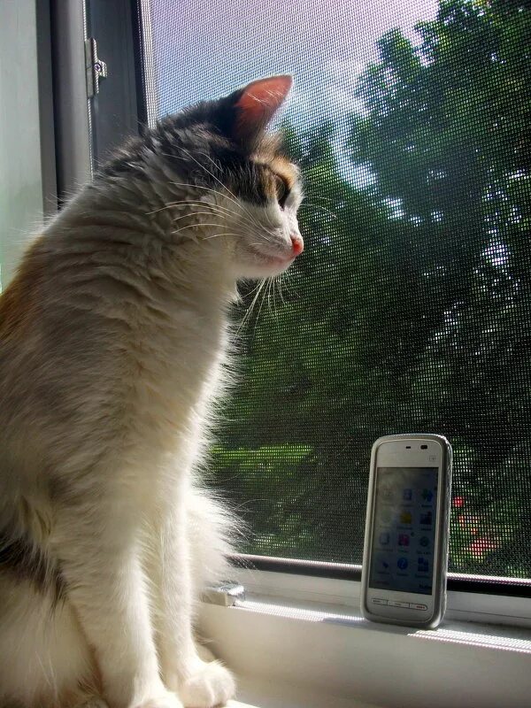 грустный котенок. кошка ждала. кошка ждала. кошка ждала. грустный кот.