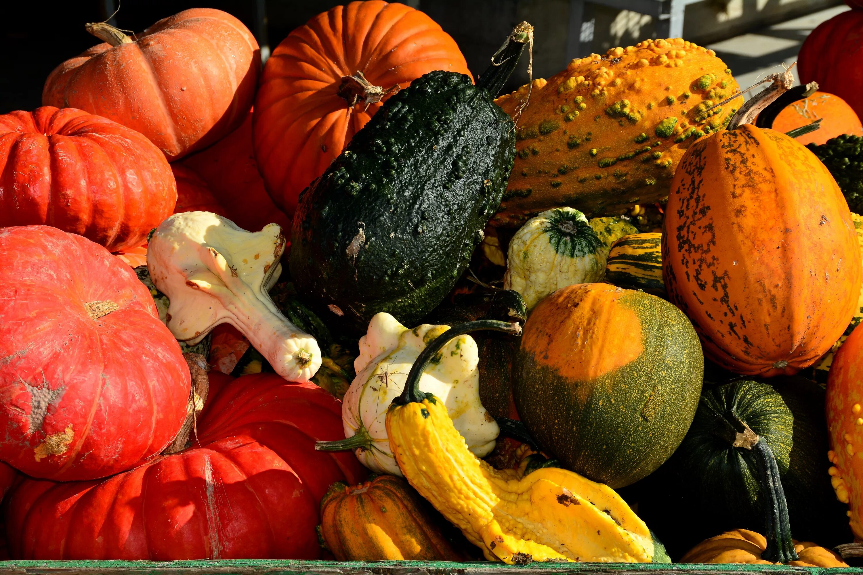Когда созревает тыква. Осень тыквы. Осенние овощи рынок. Тыквы и овощи на рынке. Тыква сезонная.