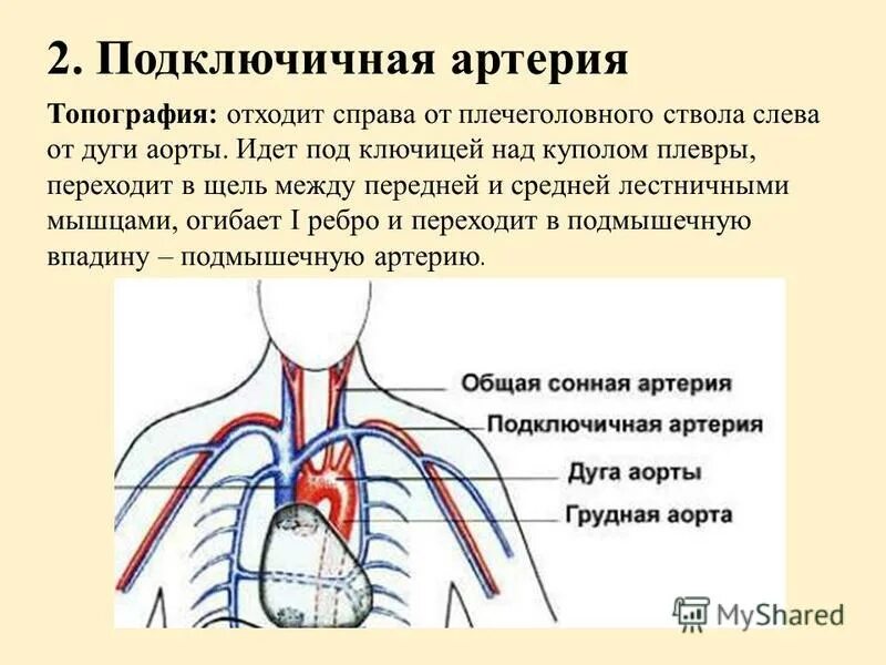 Левая подключичная вена. Топография подключичной артерии. Подключичная Вена анатомия схема. Подключичная артерия и Вена топография. Подключичная артерия топография ветви.