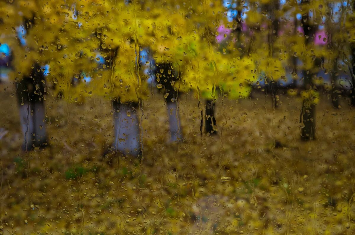 Осенние дождики вовсе впр. Осенние дожди на Алтае фото. Колонны осенние дожди. Одна и та же картинка лето и осень с дождем. Могилевская синий дождь по осеннему Хрещатику.