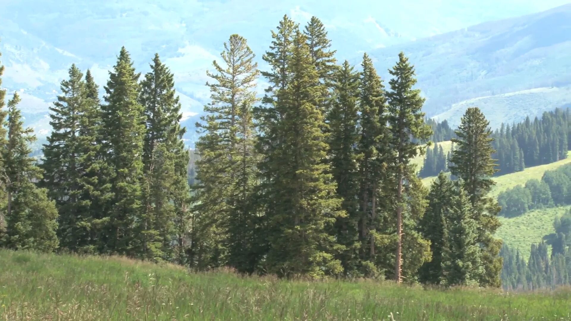 Село хвойный. Деревбев. Bunch of Tree.