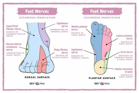 Plantar castañas