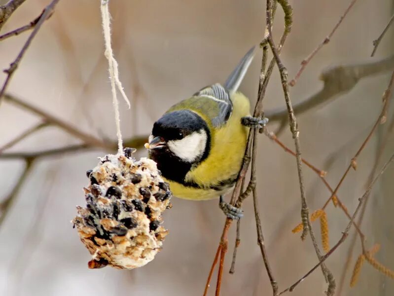 как привлечь синиц к кормушке. кормушка "синичка". кормушка для синиц. кормушка "синичка". домик кормушка для синицы.