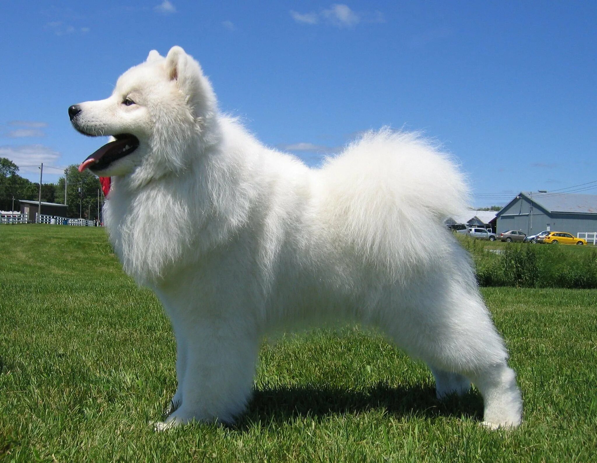 Samoyedo Samoyed dogs, Cute dogs, Samoyed puppy