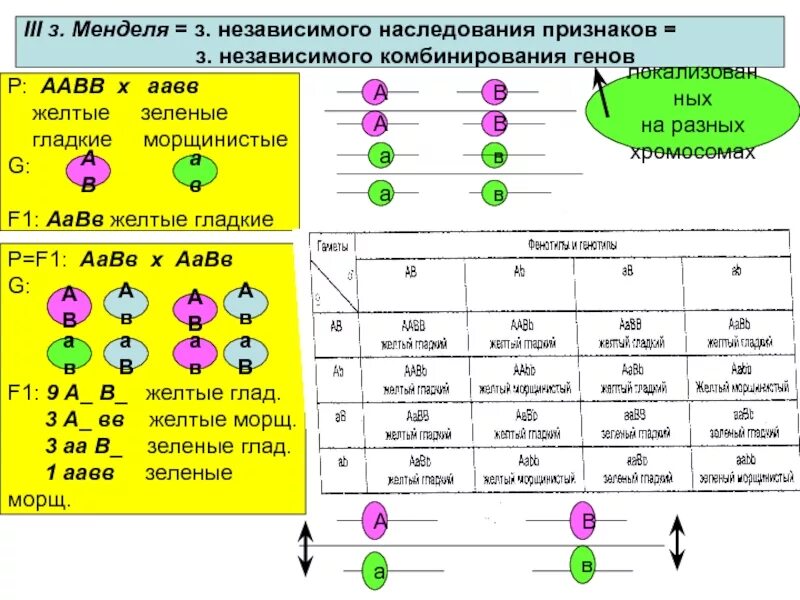 Полное доминирование aa aa. Независимое наследование признаков 3 закон Менделя. Схема скрещивания 3 закона Менделя. Законы Менделя схемы наследования признаков. Таблица дигибридного скрещивания генетика.