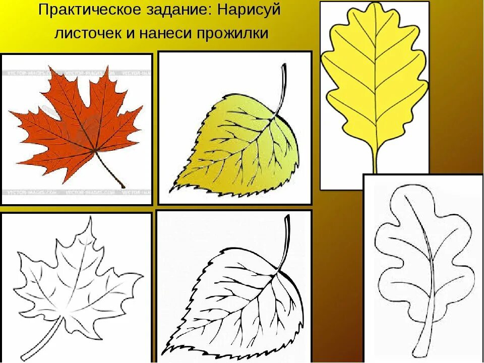 Рисование листьев. Рисунки листьев. Изо рисование осеннего листа. Листья разной формы. Лист для первого класса