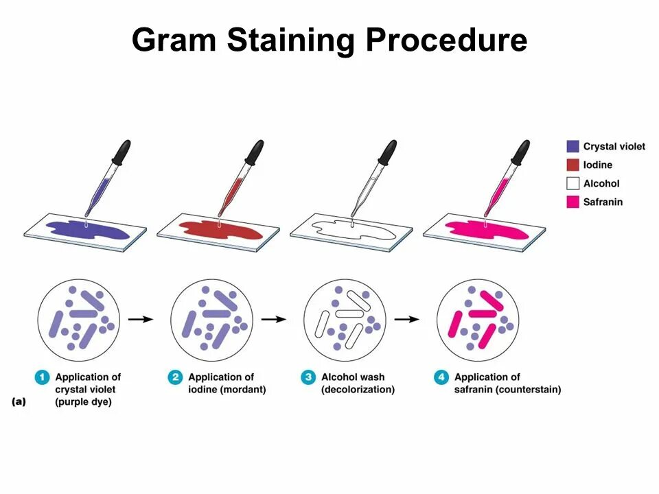 Is the only method. Gram staining. Грамположительные бактерии. Gram staining of bacteria. Метод грама.