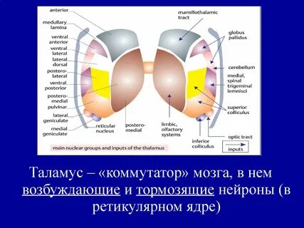 Нейроны таламуса